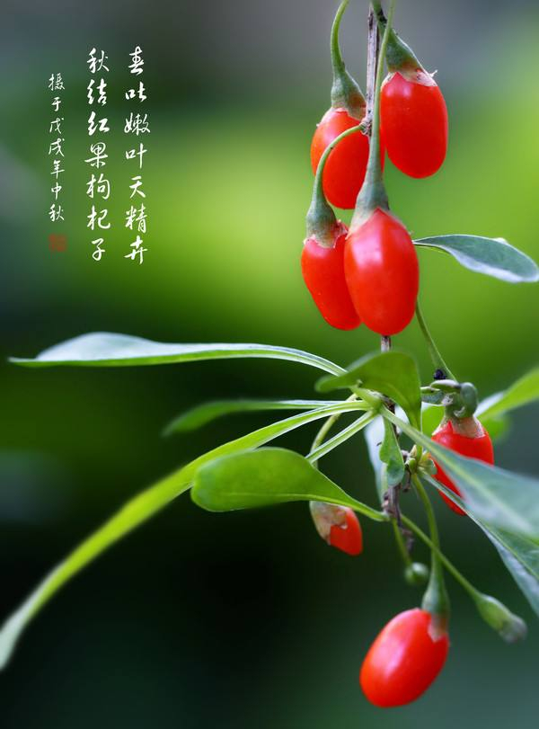 例假期間能吃枸杞嗎? 例假期間能吃枸杞嗎?